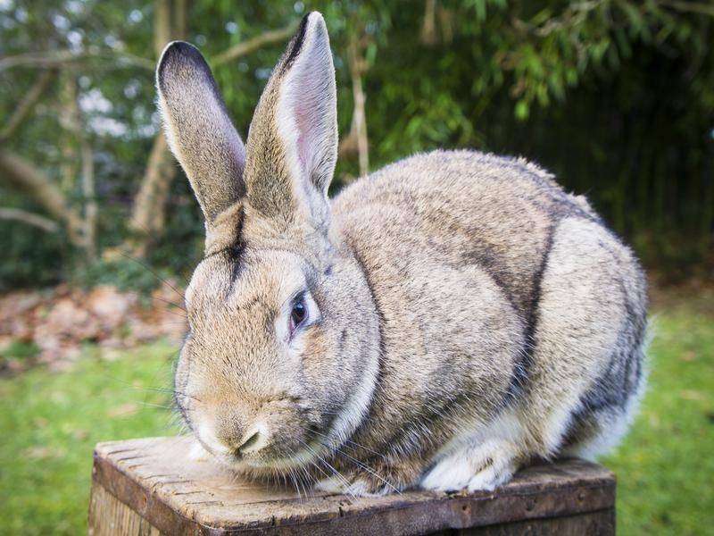 The Bunnies in Canberra just get bigger every year. They all choose Plan "B" for BUNNY! Yay!