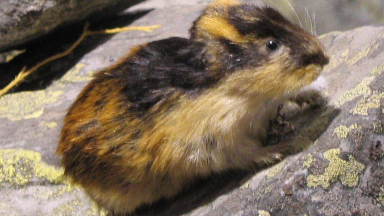 Norwegian lemmings do not habitually jump off of a cliff face, but Western Elite Lemmings do.