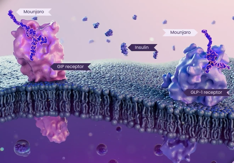 GLP-1 Mounjaro's mechanism of action. Source: Eli Lilly